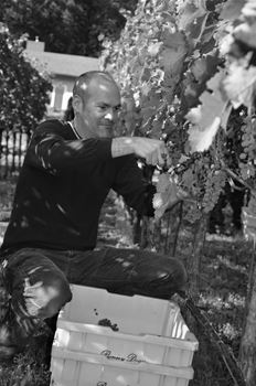 Winemaker, Aaron Pott